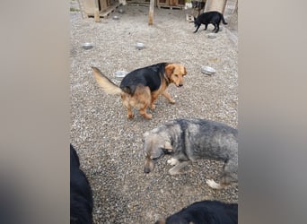 Lewis ein sehr lieber Hundebub