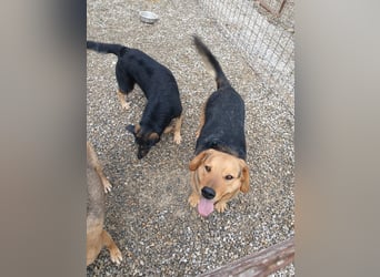 Lewis ein sehr lieber Hundebub