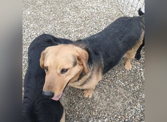 Lewis ein sehr lieber Hundebub