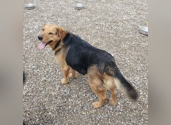 Lewis ein sehr lieber Hundebub