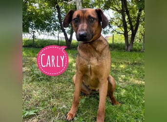 Carly eine gutmütige sanfte freundliche