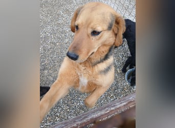 Lewis ein sehr lieber Hundebub