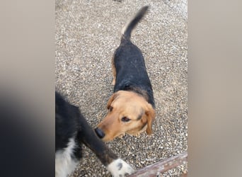 Lewis ein sehr lieber Hundebub