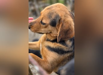 Time ein absoluter Familienhund