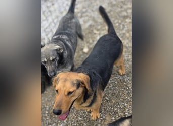 Time ein absoluter Familienhund