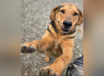 Time ein absoluter Familienhund