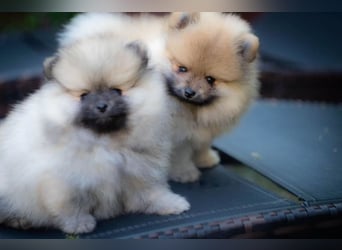 Pomeranian / Zwergspitz Hündin – geimpft, entwurmt, gechipt, mit EU-Heimtierausweis