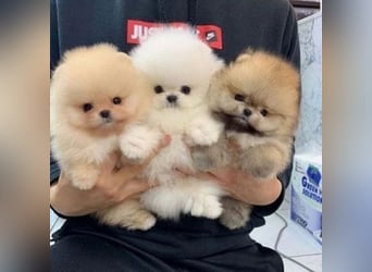 Pomeranian / Zwergspitz   welpen Hündin – geimpft, entwurmt, gechipt, mit EU-Heimtierausweis