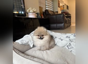 Pomeranian Zwergspitz Hündin – geimpft, entwurmt, gechipt, mit EU-Heimtierausweis