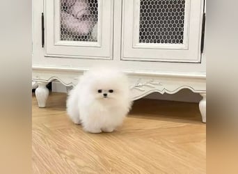 Zwergspitz/ pomeranian Hündin – geimpft, entwurmt, gechipt, mit EU-Heimtierausweis