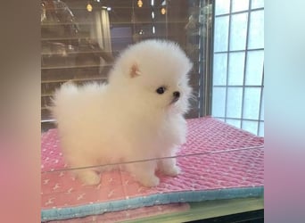 Zwergspitz/ pomeranian Hündin – geimpft, entwurmt, gechipt, mit EU-Heimtierausweis