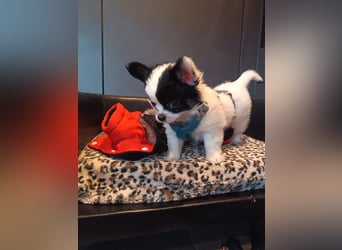 Monte - kleiner Frechdachs sucht sein Zuhause