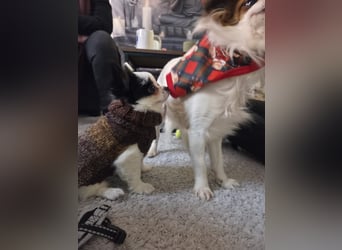 Monte - kleiner Frechdachs sucht sein Zuhause