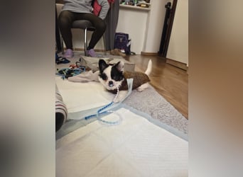 Monte - kleiner Frechdachs sucht sein Zuhause