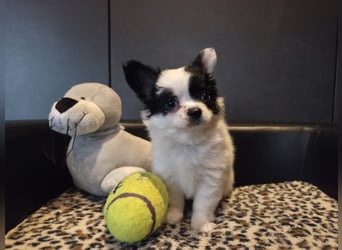 Monte - kleiner Frechdachs sucht sein Zuhause