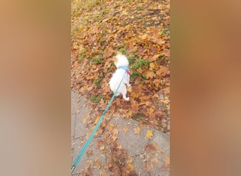 Pomeranian Zwergspitz Rüde