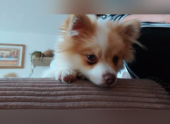 Pomeranian Zwergspitz Rüde