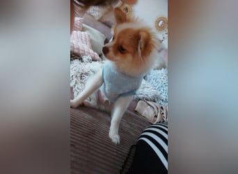 Pomeranian Zwergspitz Rüde