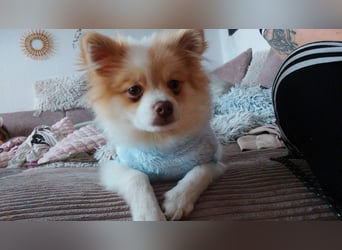 Pomeranian Zwergspitz Rüde