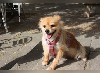 MOCCA-freundliche, verschmuste, fröhliche Maus sucht sehnsüchtig ihre liebevolle "für-immer-Familie" MOCCA-freundliche, verschmuste, fröhliche Maus sucht sehnsüchtig ihre liebevolle "für-immer-Familie"