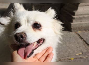 Liebevolle NIBA-steckt mit ihrer guten Laune alle an. Was fehlt? Ihr liebevolles "Für-immer-Zuhause" Liebevolle NIBA-steckt mit ihrer guten Laune alle an. Was fehlt? Ihr liebevolles "Für-immer-Zuhause"