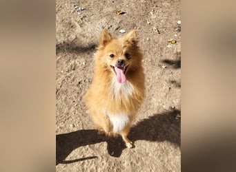MICO-kleiner Wuschel mit großem Herzen und fröhlichem Lächeln auf der Suche nach seinem Zuhause