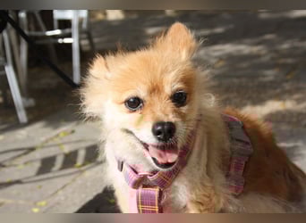 MOCCA-freundliche, verschmuste, fröhliche Maus sucht sehnsüchtig ihre liebevolle "für-immer-Familie" MOCCA-freundliche, verschmuste, fröhliche Maus sucht sehnsüchtig ihre liebevolle "für-immer-Familie"