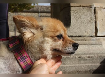 MOCCA-freundliche, verschmuste, fröhliche Maus sucht sehnsüchtig ihre liebevolle "für-immer-Familie" MOCCA-freundliche, verschmuste, fröhliche Maus sucht sehnsüchtig ihre liebevolle "für-immer-Familie"