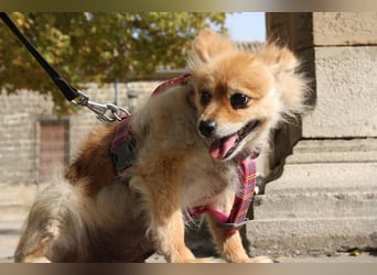 MOCCA-freundliche, verschmuste, fröhliche Maus sucht sehnsüchtig ihre liebevolle "für-immer-Familie" MOCCA-freundliche, verschmuste, fröhliche Maus sucht sehnsüchtig ihre liebevolle "für-immer-Familie"