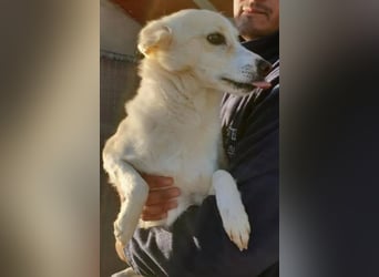 Kleiner Hundemann Shugar sucht Zuhause