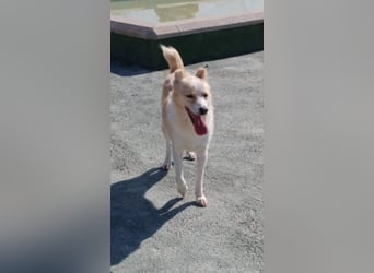 Kleiner Hundemann Shugar sucht Zuhause