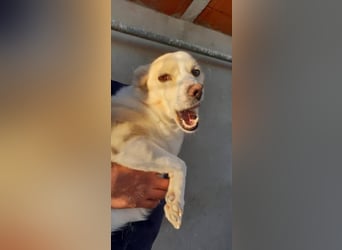 Kleiner Hundemann Shugar sucht Zuhause