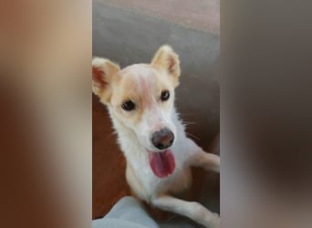 Kleiner Hundemann Shugar sucht Zuhause