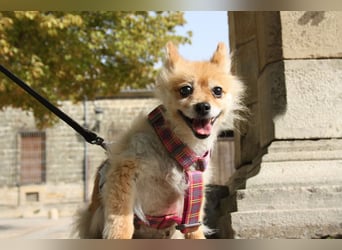 MOCCA-freundliche, verschmuste, fröhliche Maus sucht sehnsüchtig ihre liebevolle "für-immer-Familie"