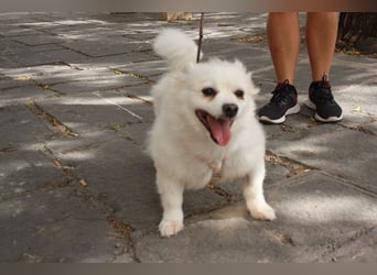 Liebevolle NIBA-steckt mit ihrer guten Laune alle an. Was fehlt? Ihr liebevolles "Für-immer-Zuhause"