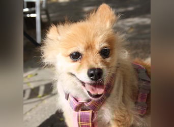 MOCCA-freundliche, verschmuste, fröhliche Maus sucht sehnsüchtig ihre liebevolle "für-immer-Familie"