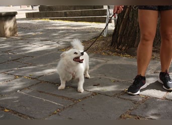 Liebevolle NIBA-steckt mit ihrer guten Laune alle an. Was fehlt? Ihr liebevolles "Für-immer-Zuhause"