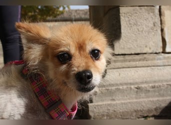 MOCCA-freundliche, verschmuste, fröhliche Maus sucht sehnsüchtig ihre liebevolle "für-immer-Familie"