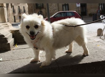 Liebevolle NIBA-steckt mit ihrer guten Laune alle an. Was fehlt? Ihr liebevolles "Für-immer-Zuhause"