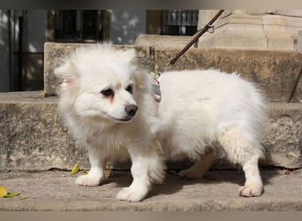 Liebevolle NIBA-steckt mit ihrer guten Laune alle an. Was fehlt? Ihr liebevolles "Für-immer-Zuhause"