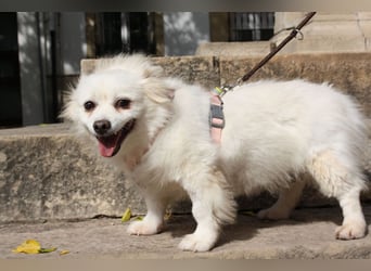 Liebevolle NIBA-steckt mit ihrer guten Laune alle an. Was fehlt? Ihr liebevolles "Für-immer-Zuhause"