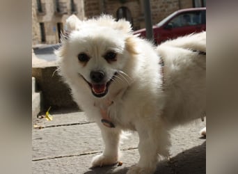 Liebevolle NIBA-steckt mit ihrer guten Laune alle an. Was fehlt? Ihr liebevolles "Für-immer-Zuhause"