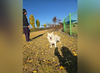 Dodo, süße Hündin sucht liebe Menschen