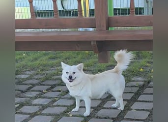Dodo, süße Hündin sucht liebe Menschen