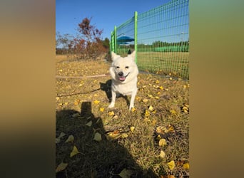 Dodo, süße Hündin sucht liebe Menschen