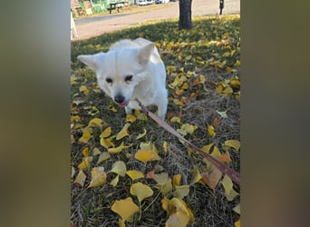 Dodo, süße Hündin sucht liebe Menschen