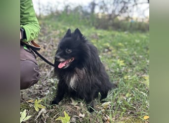 Marley, unser kleiner Pomeranian ist topp fit