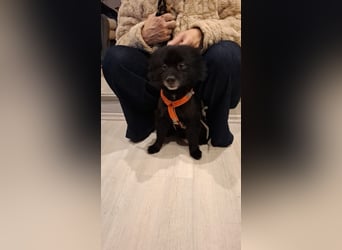 Marley, unser kleiner Pomeranian ist topp fit