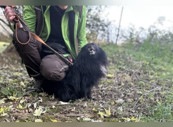 Marley, unser kleiner Pomeranian ist topp fit
