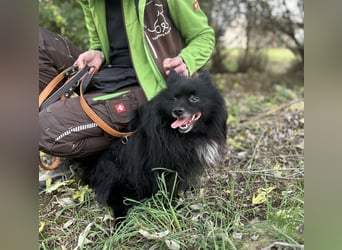 Marley, unser kleiner Pomeranian ist topp fit